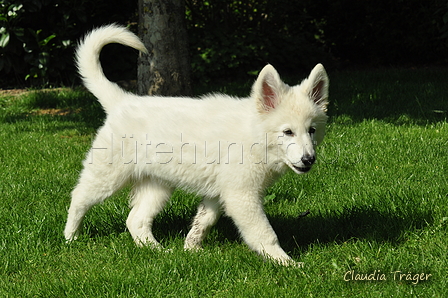 Weisser Schweizer Schäferhund / Bild 18 von 20 / 19.05.2019 16:43 / DSC_6159.JPG