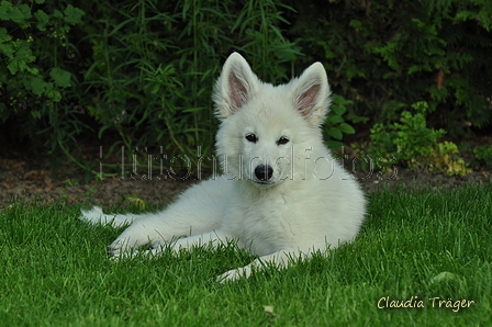 Weisser Schweizer Schäferhund / Bild 15 von 20 / 19.05.2019 16:49 / DSC_6283.JPG