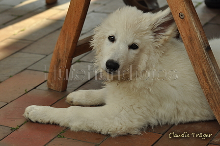 Weisser Schweizer Schäferhund / Bild 12 von 20 / 19.05.2019 18:27 / DSC_6989.JPG