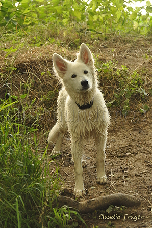 Weisser Schweizer Schäferhund / Bild 10 von 20 / 02.07.2019 15:11 / DSC_4026.JPG