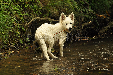 Weisser Schweizer Schäferhund / Bild 8 von 20 / 02.07.2019 15:13 / DSC_4070.JPG