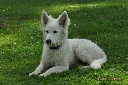 Weisser Schweizer Schäferhund / Bild 6 von 20 / 02.07.2019 15:33 / DSC_4221.JPG