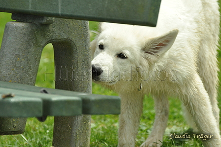 Weisser Schweizer Schäferhund / Bild 5 von 20 / 02.07.2019 15:37 / DSC_4298.JPG