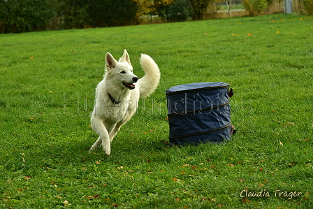 Weisser Schweizer Schäferhund / Bild 1 von 20 / 14.11.2020 10:54 / DSC_2288.JPG