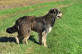 Kuhnis Hunde und Schafe / Bild 2 von 51 / 09.10.2021 15:22 / DSC_9531.JPG