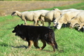 Kuhnis Hunde und Schafe / Bild 3 von 51 / 09.10.2021 15:23 / DSC_9548.JPG