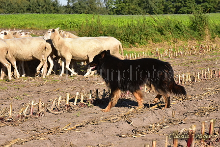 Kuhnis Hunde und Schafe / Bild 6 von 51 / 09.10.2021 15:25 / DSC_9586.JPG
