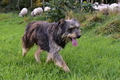 Kuhnis Hunde und Schafe / Bild 10 von 51 / 09.10.2021 15:38 / DSC_9751.JPG
