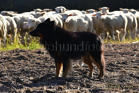Kuhnis Hunde und Schafe / Bild 12 von 51 / 09.10.2021 15:43 / DSC_9794.JPG