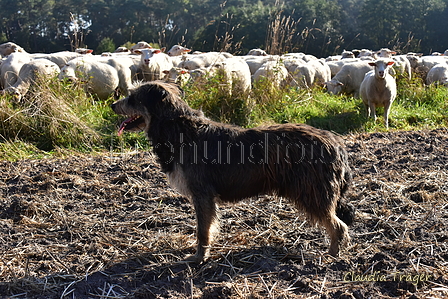 Kuhnis Hunde und Schafe / Bild 13 von 51 / 09.10.2021 15:44 / DSC_9804.JPG