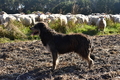 Kuhnis Hunde und Schafe / Bild 13 von 51 / 09.10.2021 15:44 / DSC_9804.JPG