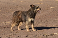 Kuhnis Hunde und Schafe / Bild 14 von 51 / 09.10.2021 15:46 / DSC_9820.JPG