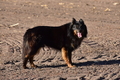 Kuhnis Hunde und Schafe / Bild 15 von 51 / 09.10.2021 15:46 / DSC_9827.JPG