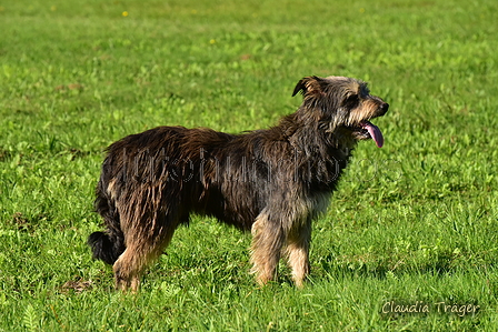 Kuhnis Hunde und Schafe / Bild 16 von 51 / 09.10.2021 15:48 / DSC_9853.JPG