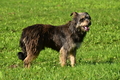 Kuhnis Hunde und Schafe / Bild 17 von 51 / 09.10.2021 15:48 / DSC_9856.JPG