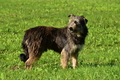 Kuhnis Hunde und Schafe / Bild 18 von 51 / 09.10.2021 15:48 / DSC_9860.JPG