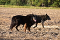 Kuhnis Hunde und Schafe / Bild 21 von 51 / 09.10.2021 15:57 / DSC_9944.JPG