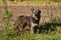 Kuhnis Hunde und Schafe / Bild 22 von 51 / 09.10.2021 15:58 / DSC_9962.JPG