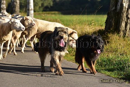 Kuhnis Hunde und Schafe / Bild 25 von 51 / 09.10.2021 16:16 / DSC_0121.JPG