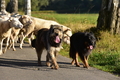 Kuhnis Hunde und Schafe / Bild 25 von 51 / 09.10.2021 16:16 / DSC_0121.JPG