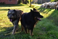 Kuhnis Hunde und Schafe / Bild 28 von 51 / 09.10.2021 16:26 / DSC_0340.JPG