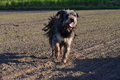 Kuhnis Hunde und Schafe / Bild 32 von 51 / 09.10.2021 16:39 / DSC_0549.JPG