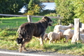 Kuhnis Hunde und Schafe / Bild 35 von 51 / 09.10.2021 16:50 / DSC_0819.JPG
