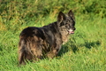 Kuhnis Hunde und Schafe / Bild 38 von 51 / 09.10.2021 17:01 / DSC_0959.JPG