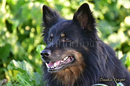 Kuhnis Hunde und Schafe / Bild 44 von 51 / 09.10.2021 17:20 / DSC_1332.JPG