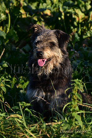 Kuhnis Hunde und Schafe / Bild 45 von 51 / 09.10.2021 17:21 / DSC_1354.JPG