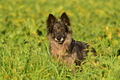Kuhnis Hunde und Schafe / Bild 46 von 51 / 09.10.2021 17:22 / DSC_1361.JPG