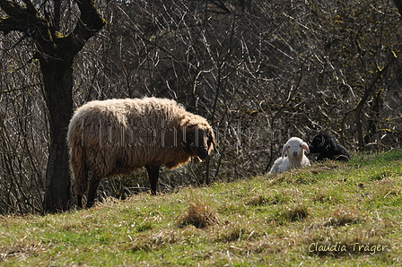 Schafe / Bild 210 von 620 / 26.03.2017 11:46 / DSC_0393.JPG