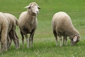 Vorschau von Bild 10 von 637