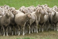 Vorschau von Bild 9 von 637