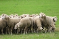 Vorschau von Bild 6 von 637
