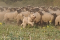 AAH Bundeshüten 2014 / Bild 67 von 175 / 20.09.2014 16:00 / DSC_4803.JPG