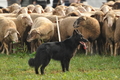 AAH Bundeshüten 2016 / Bild 65 von 163 / 18.09.2016 09:15 / DSC_3757.JPG