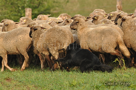 AAH Bundeshüten 2016 / Bild 67 von 163 / 18.09.2016 09:17 / DSC_3806.JPG