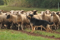 AAH Bundeshüten 2016 / Bild 95 von 163 / 18.09.2016 10:13 / DSC_4404.JPG