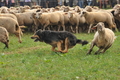 AAH Bundeshüten 2016 / Bild 96 von 163 / 18.09.2016 10:13 / DSC_4410.JPG