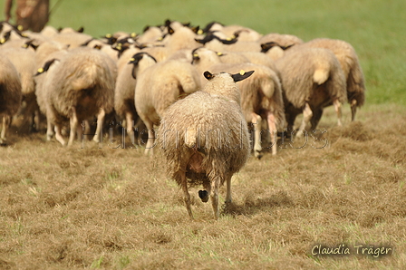 AAH Bundeshüten 2017 / Bild 118 von 352 / 09.09.2017 14:34 / DSC_1657.JPG