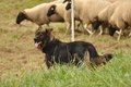 AAH Bundeshüten 2017 / Bild 123 von 352 / 09.09.2017 14:52 / DSC_1770.JPG