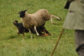 AAH Bundeshüten 2017 / Bild 126 von 352 / 09.09.2017 14:53 / DSC_1792.JPG