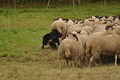 AAH Bundeshüten 2017 / Bild 132 von 352 / 09.09.2017 14:58 / DSC_1887.JPG