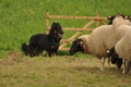 AAH Bundeshüten 2017 / Bild 166 von 352 / 09.09.2017 16:37 / DSC_2801.JPG