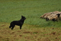 AAH Bundeshüten 2017 / Bild 180 von 352 / 10.09.2017 09:00 / DSC_3177.JPG