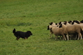 AAH Bundeshüten 2017 / Bild 236 von 352 / 10.09.2017 10:47 / DSC_4125.JPG