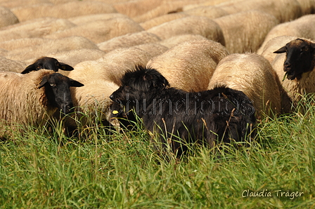 AAH Bundeshüten 2017 / Bild 300 von 352 / 10.09.2017 14:19 / DSC_5330.JPG