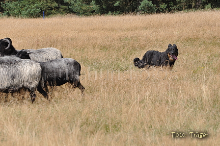 AAH Niedersachsen Landeshüten 2014 / Bild 47 von 83 / 24.08.2014 14:13 / DSC_7251.JPG