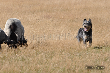 AAH Niedersachsen Landeshüten 2014 / Bild 70 von 83 / 24.08.2014 16:02 / DSC_8266.JPG